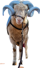 Rameses the Tar Heel mascot